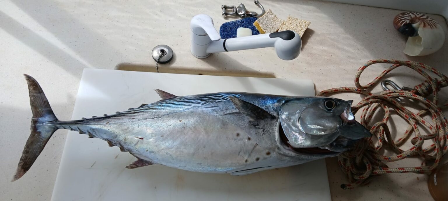 A small spotted tuna, a bonito, lying on a white table beside ropes and accessories