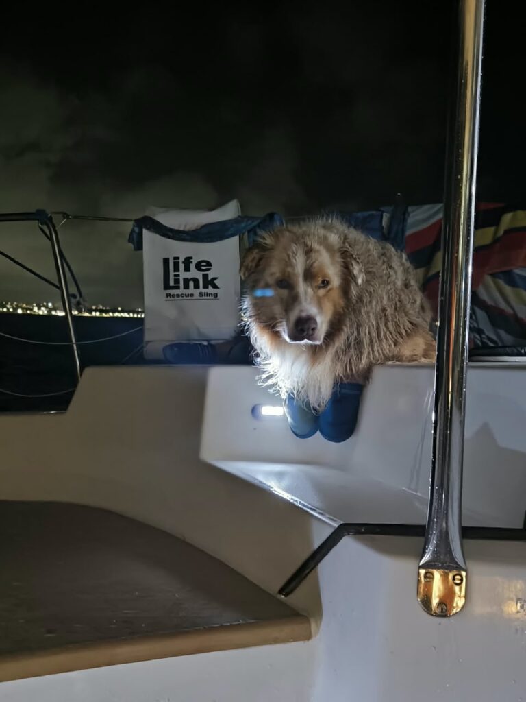 A light-coated dog sitting in the cockpit at night, front light, a Life Link bag on the left