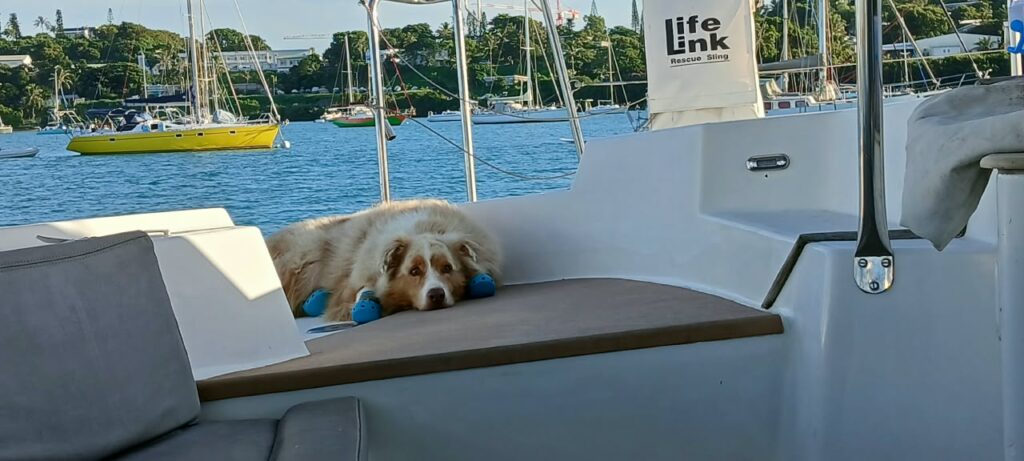 An orange and white dog lying on the cockpit seat, blue booties on its paws, sailboats in the background