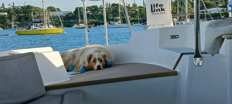 Un chien au pelage orange et blanc allongé sur la banquette du cockpit, chaussons bleus aux pattes, voiliers au fond