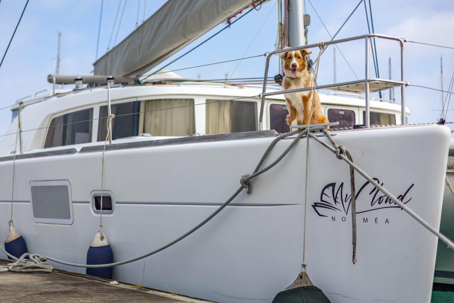 The ship’s dog sitting on the bow of myCloud in front of the logo