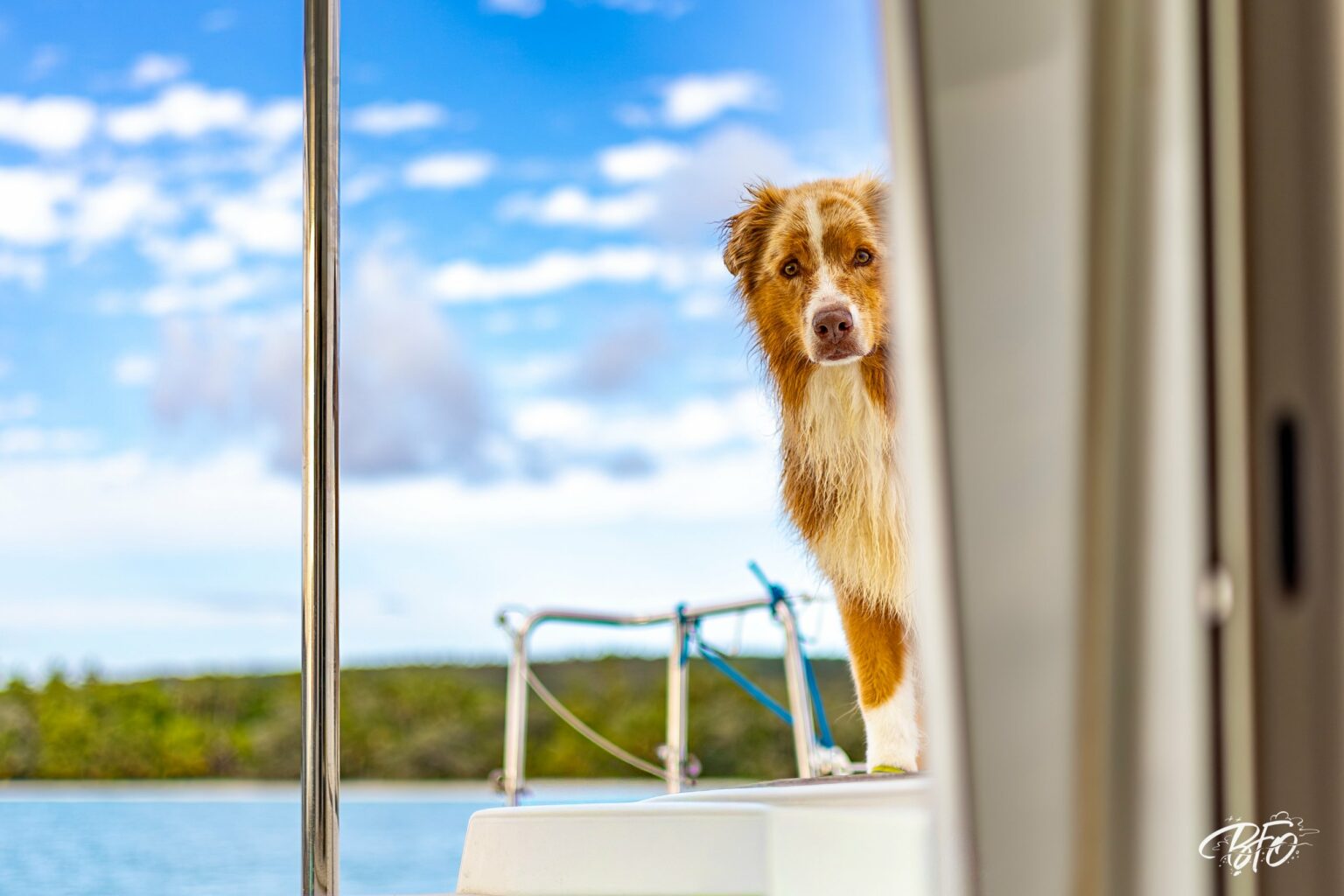 The ship’s dog peeking out from the deck of myCloud