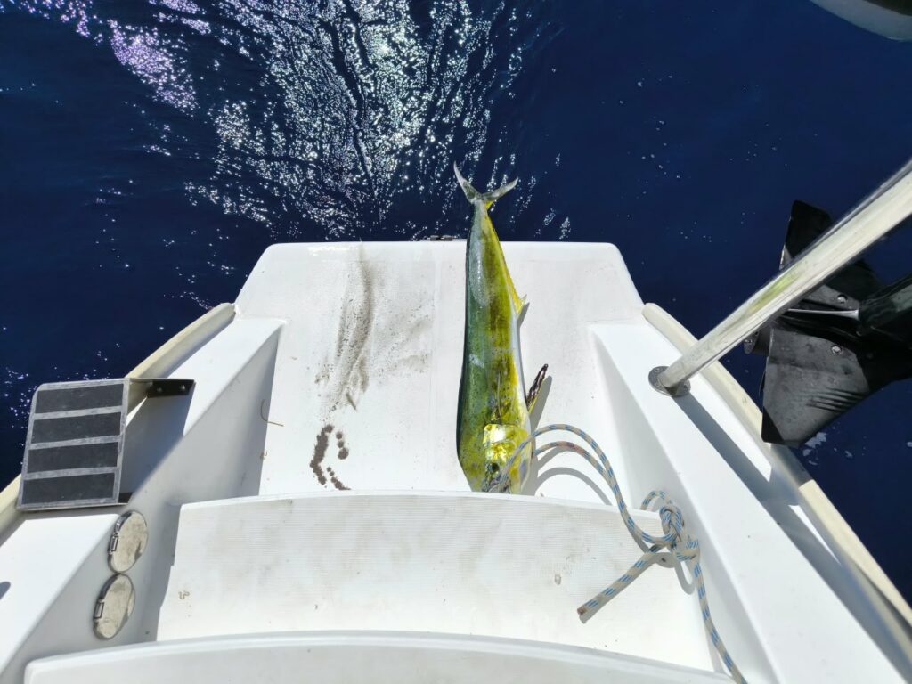 A bright yellow fish, a mahi-mahi, lying on the stern platform of a catamaran, dark sea lit by the floodlight