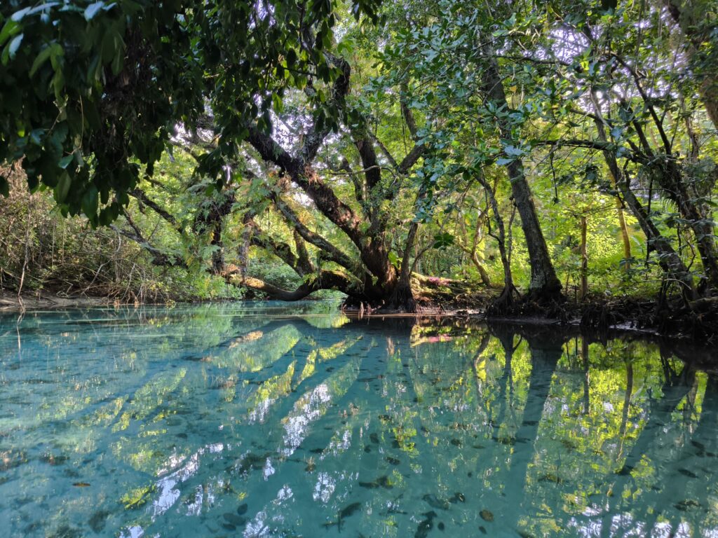 Grands arbres au bord d’une eau turquoise transparente, reflets verts et ciel dans l’eau