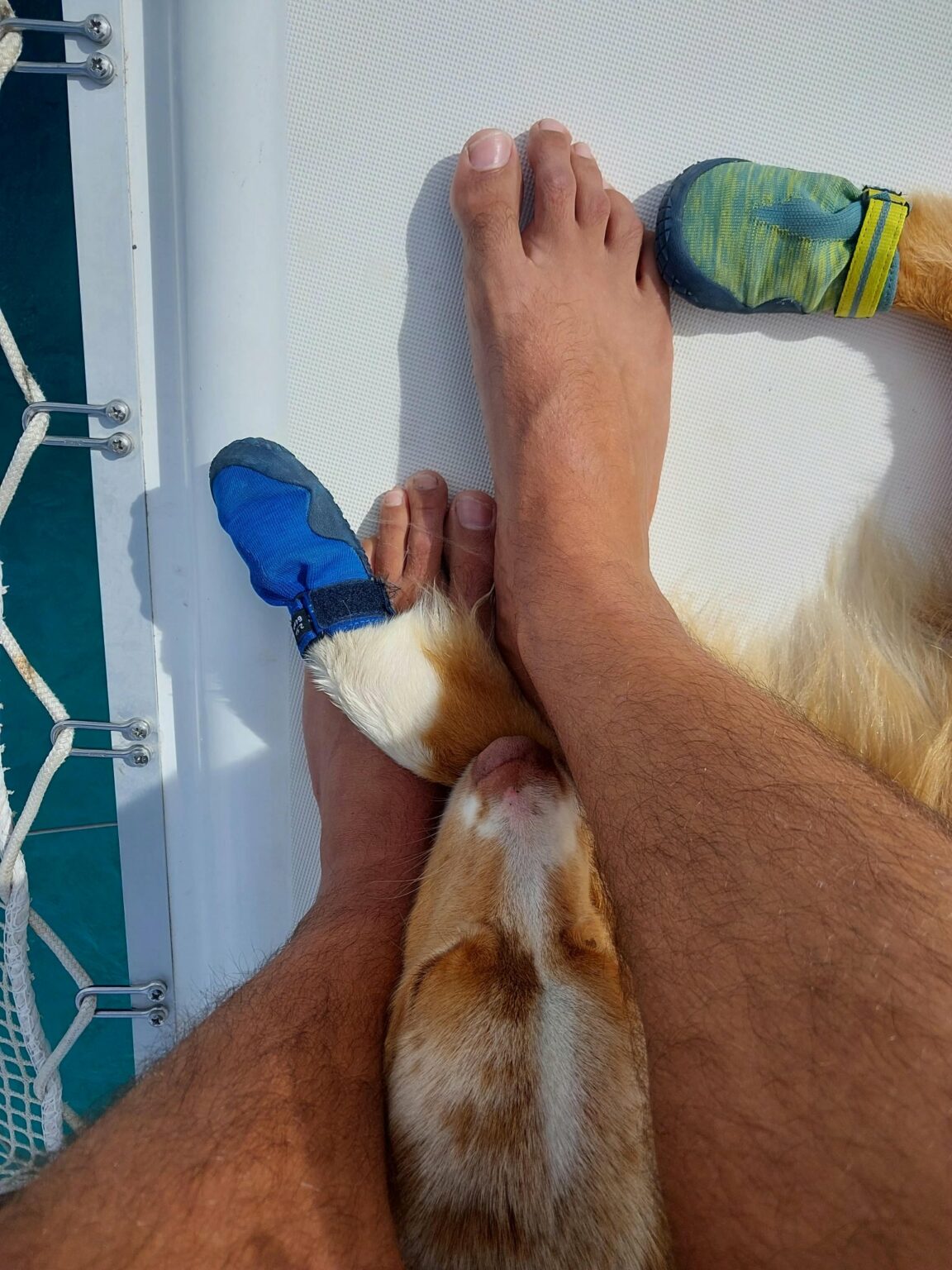 A crew member’s legs and a dog’s paws in blue booties on the white deck